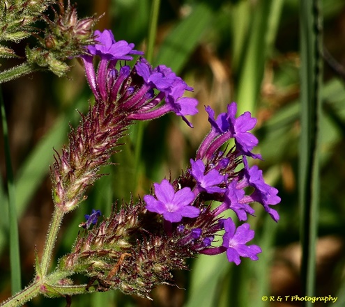 {Verbena rigida}